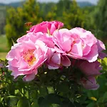 Casa Del Roseto 4* Belveglio