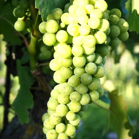 Casa Del Roseto Belveglio