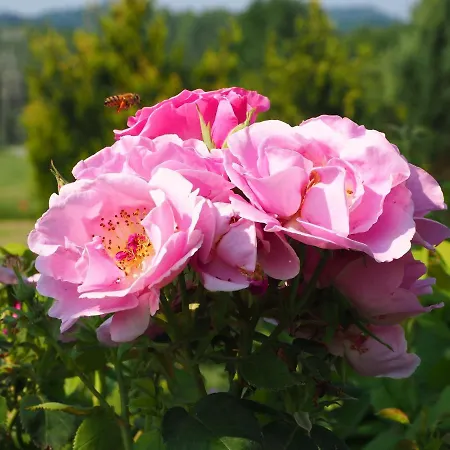 Casa Del Roseto * Belveglio