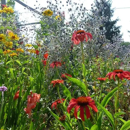 Bed and Breakfast Casa Del Roseto Belveglio