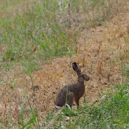 Bed and Breakfast Casa Del Roseto 4*