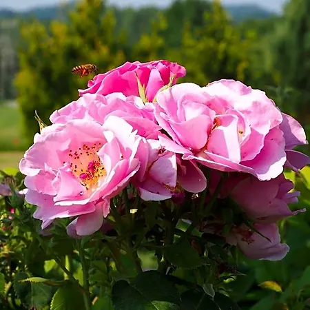 Casa Del Roseto 4* Belveglio