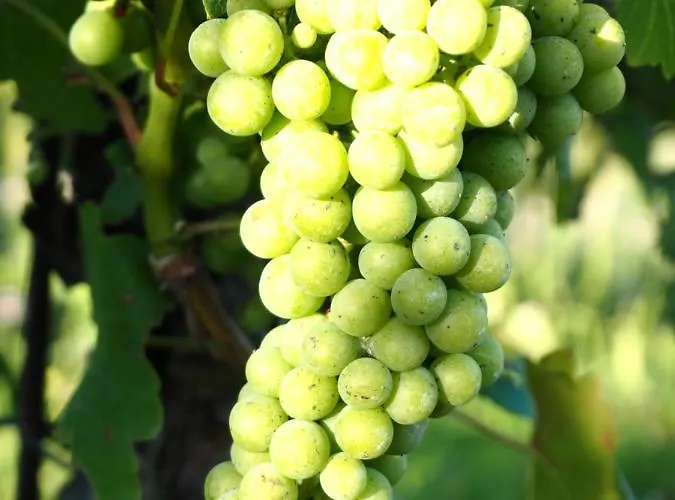 Casa Del Roseto Belveglio