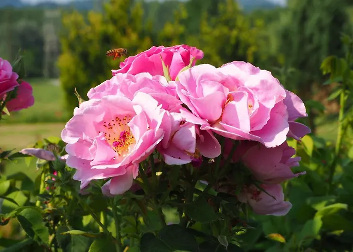 Casa Del Roseto 4* Belveglio